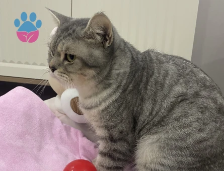 British cinsi oğlumuza eş arıyoruz :)