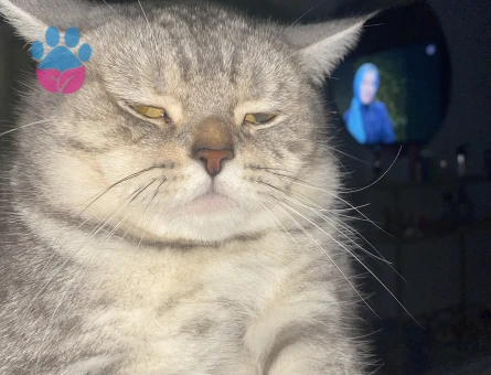 British cinsi oğlumuza eş arıyoruz :)