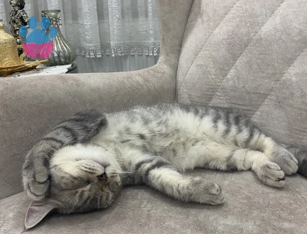 British cinsi oğlumuza eş arıyoruz :)