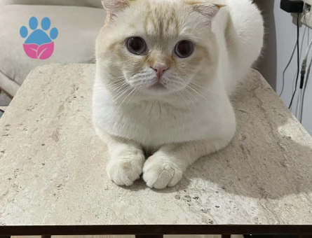 Kedimize eş arıyoruz