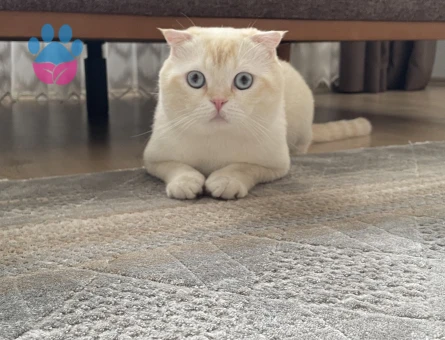 Kedimize eş arıyoruz