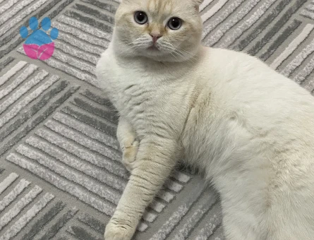 Kedimize eş arıyoruz