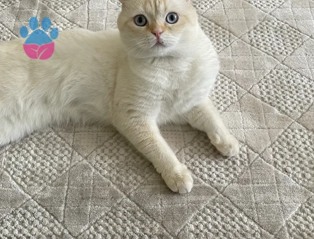 Kedimize eş arıyoruz