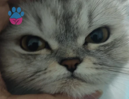 British long hair kızıma eş arıyorum acil