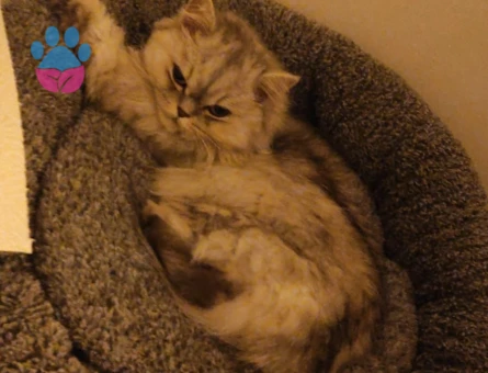 British long hair kızıma eş arıyorum acil