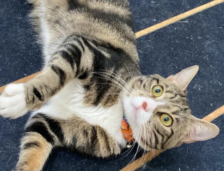 Oğlumuza dişi kedi arıyoruz - 118976233