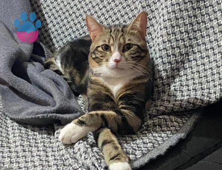 Oğlumuza dişi kedi arıyoruz