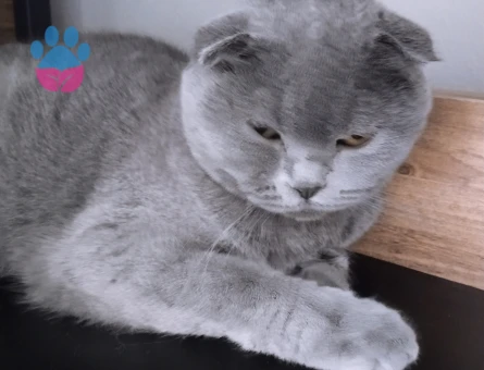 Scothis fold dişi eş ariyoruz 1 yasinda