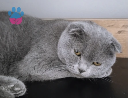 Scothis fold dişi eş ariyoruz 1 yasinda