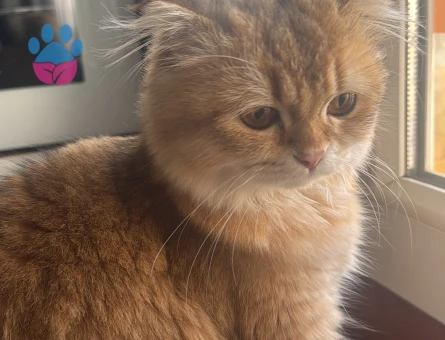 British Longhair Kedime Eş arıyorum