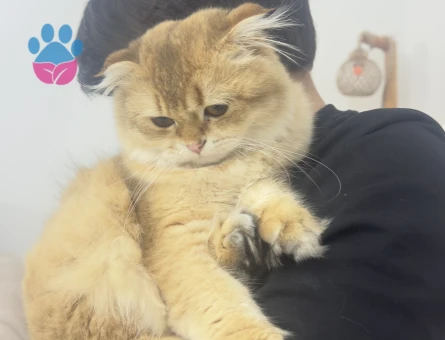 British Longhair Kedime Eş arıyorum