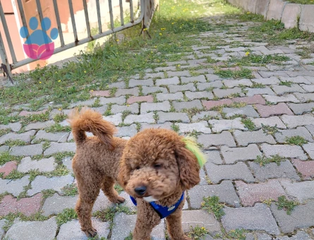 Toy Poodle Köpeğimize cins Eş arıyorz
