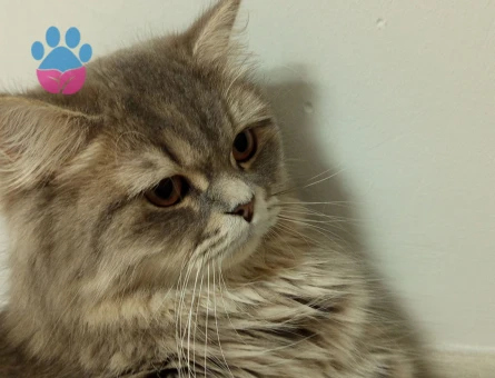 Kedimi çiftleştirmek istiyorum