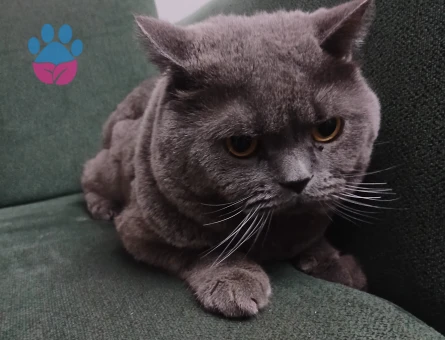 British shorthair oğlumuza eş arıyoruz
