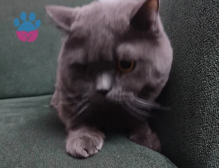 British shorthair oğlumuza eş arıyoruz