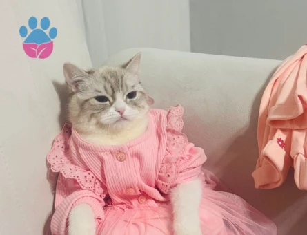 British Shorthair 1 Yaşındaki Kedime Eş Arıyorum