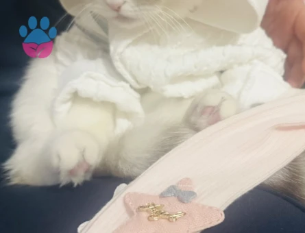 British Shorthair 1 Yaşındaki Kedime Eş Arıyorum