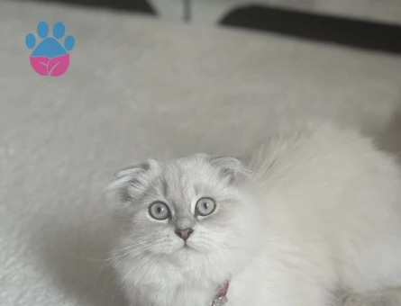 British Shorthair Kedim Linda Eş Arıyor