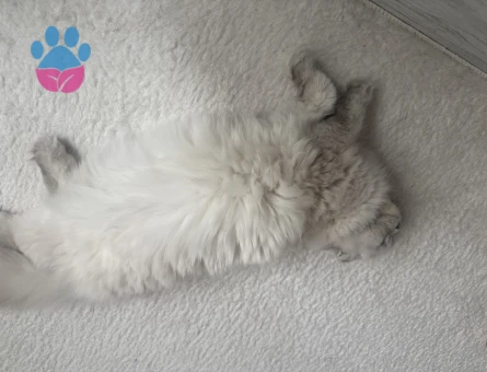 British Shorthair Kedim Linda Eş Arıyor