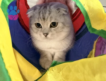 OĞLUMUZA DİŞİ KEDİ ARIYORUZ