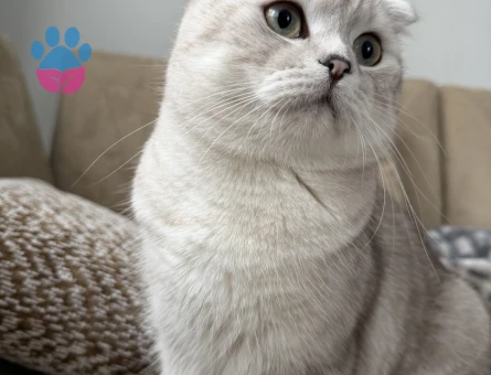 OĞLUMUZA DİŞİ KEDİ ARIYORUZ