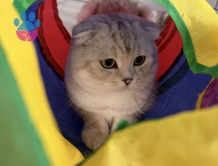 OĞLUMUZA DİŞİ KEDİ ARIYORUZ