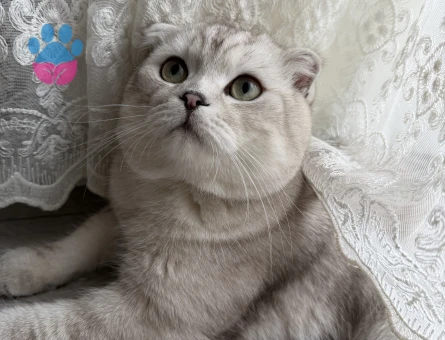 OĞLUMUZA DİŞİ KEDİ ARIYORUZ