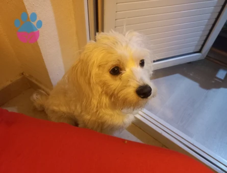 Maltese Terrier 2 Yaşında Canım Oğluma Eş Arıyorum