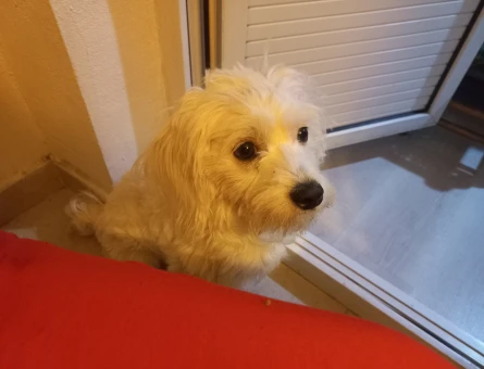 Maltese Terrier 2 Yaşında Canım Oğluma Eş Arıyorum - 118968006