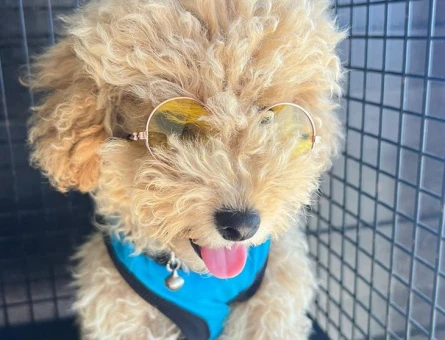 Toy Poodle Mocha Eş Arıyor - 118968023
