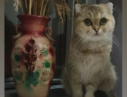 Izmir Scottish Fold Disi Kedimize Es Ariyoruz - 118968025