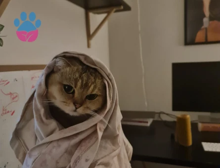 Izmir Scottish Fold Disi Kedimize Es Ariyoruz