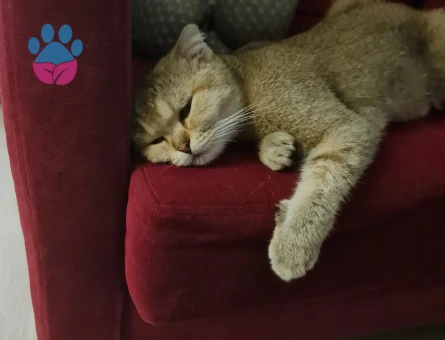 Izmir Scottish Fold Disi Kedimize Es Ariyoruz