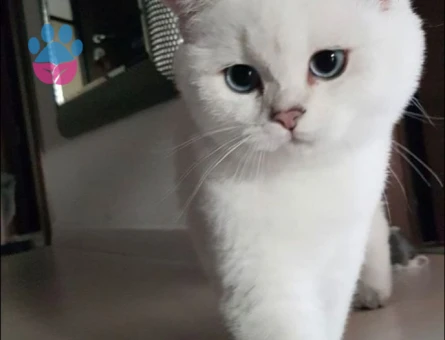 British Shorthair Müdür Eş Arıyor