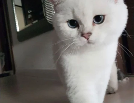 British Shorthair Müdür Eş Arıyor - 118968043