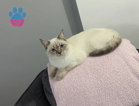 Prensesimize damat arıyoruz