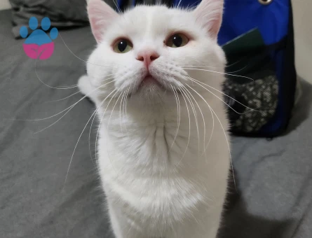 British Shorthair Oğluma Gelin Arıyorum