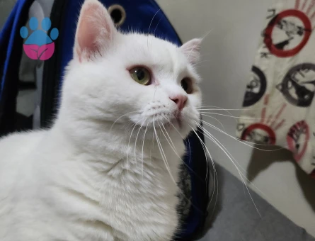 British Shorthair Oğluma Gelin Arıyorum