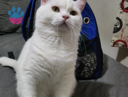 British Shorthair Oğluma Gelin Arıyorum
