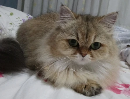 British Longhair Kedimize Eş Arıyoruz - 118968094