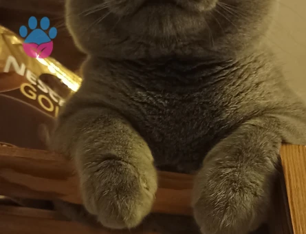 British shorthair 1.5 yaşında