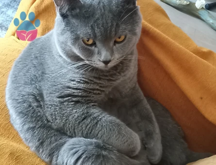British shorthair 1.5 yaşında