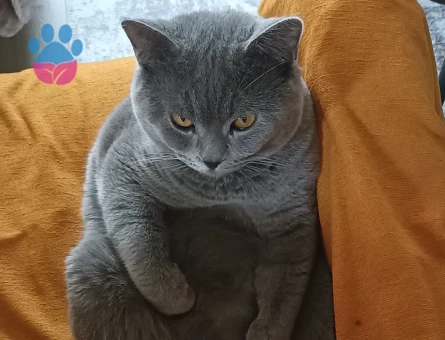 British shorthair 1.5 yaşında