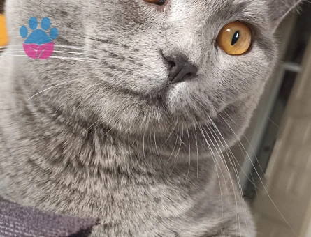 British shorthair 1.5 yaşında