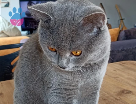 British shorthair 1.5 yaşında