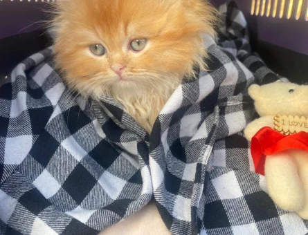 Chinchilla kedi - 118976928