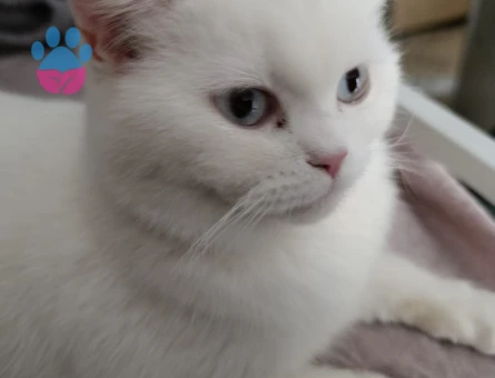 Biritish shorthair kızımız için eş arıyoruz