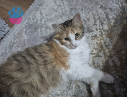 Calico Longhair Kedime Eş arıyorum