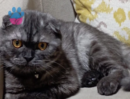Scottish Fold Boncuk 1 Yaşında Eş Arıyor