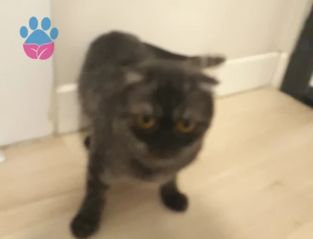 Scottish Fold Boncuk 1 Yaşında Eş Arıyor